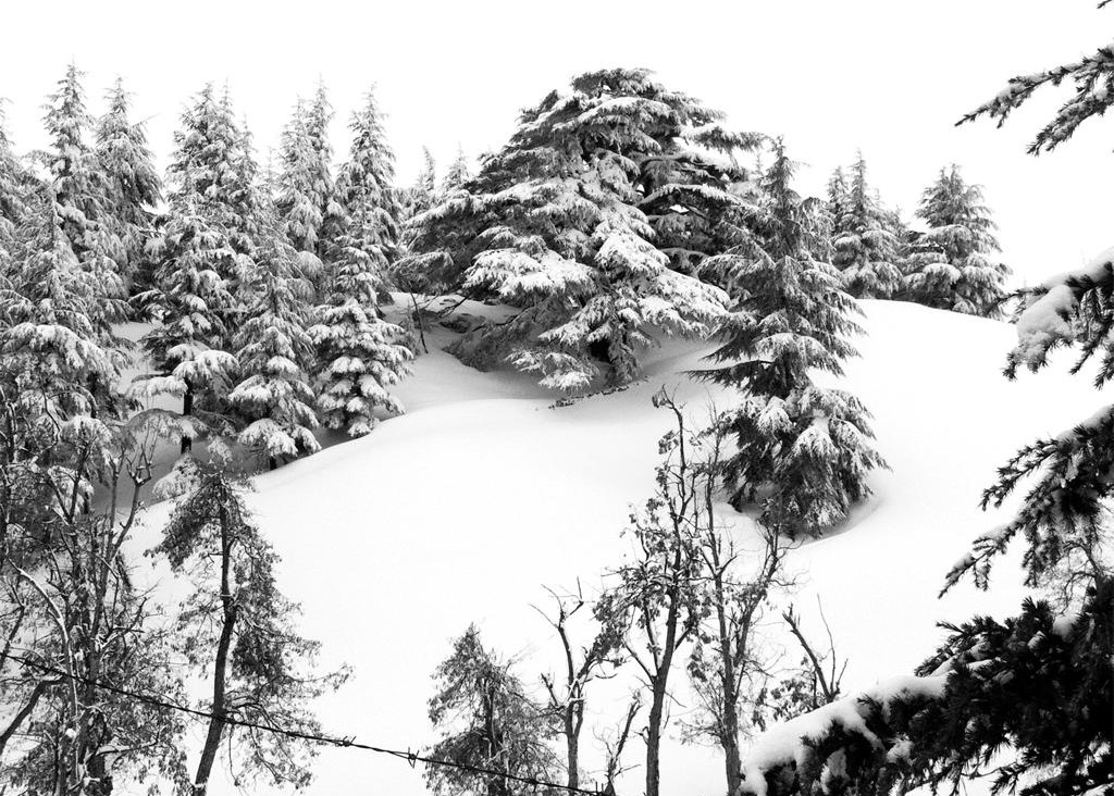 Dessine-moi un cèdre in Monaco